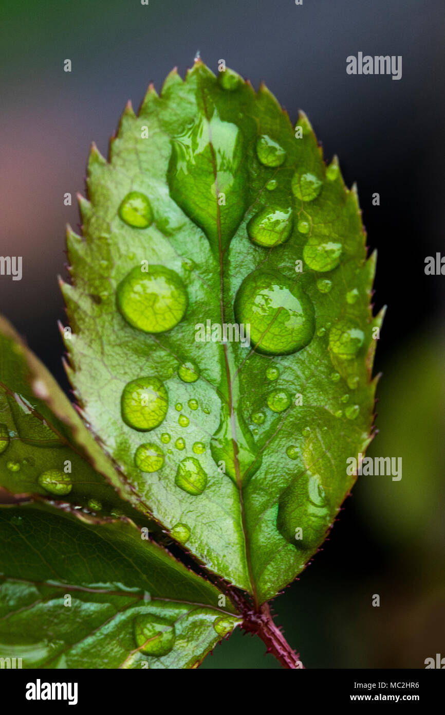 Le goccioline di acqua sulle nuove foglie in primavera Foto Stock