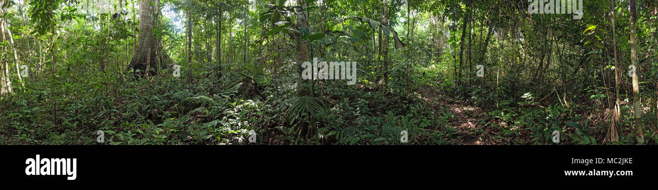 All'interno il brasiliano della foresta pluviale amazzonica Foto Stock