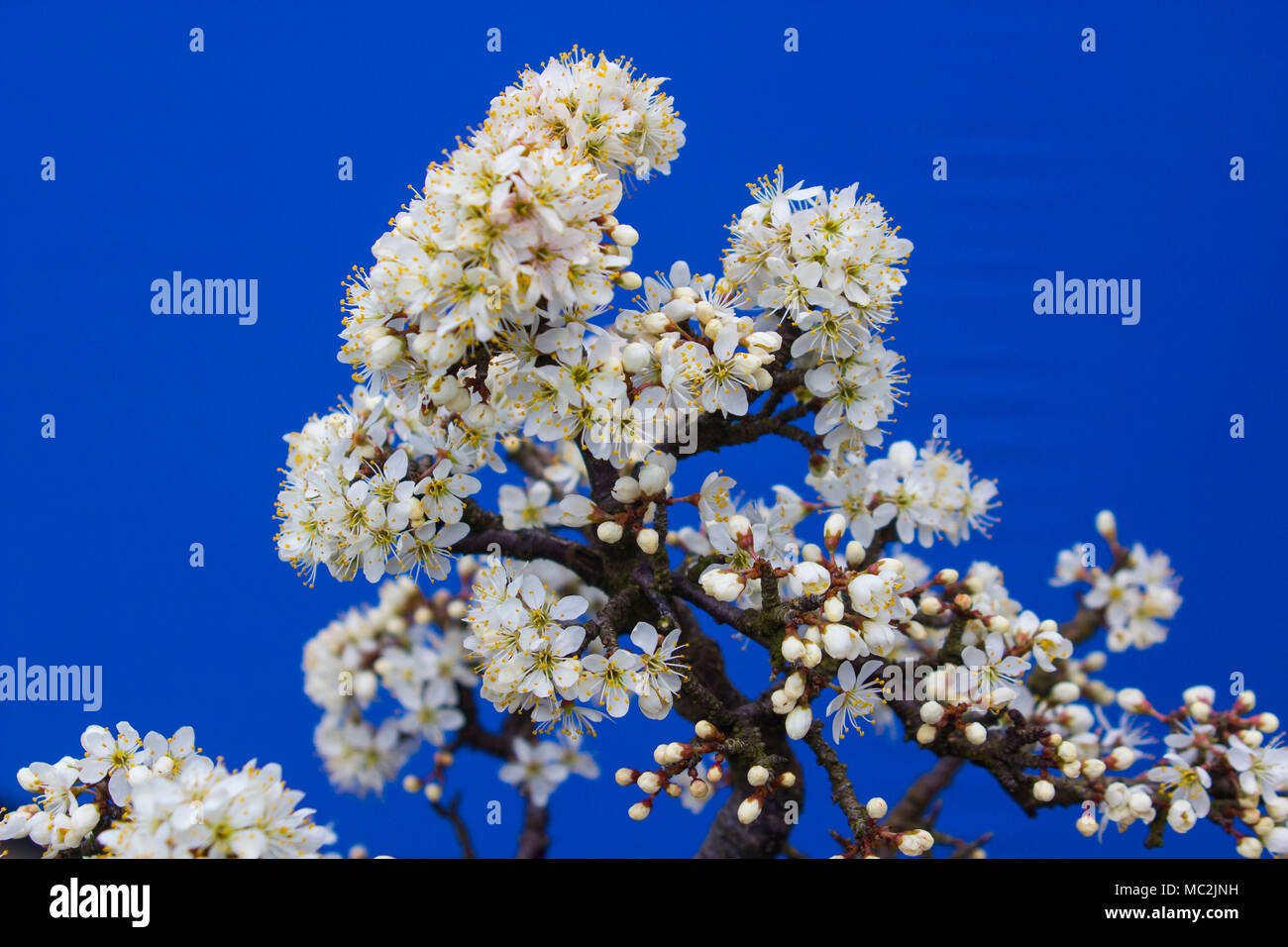 Un incredibile Prugnolo bonsai Prunus spinosa di una specie di pianta flowering in rosa famiglia delle Rosacee. Incapsulate in un Erin ceramica pentola utilizzando una libera drai Foto Stock