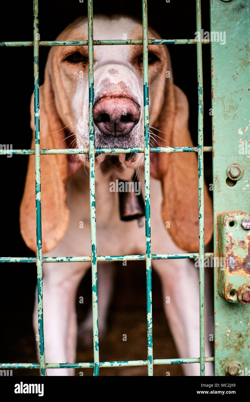 Un cinghiale cane da caccia in una gabbia di trasporto pronto per la caccia  in Ardeche regione della Francia Foto stock - Alamy
