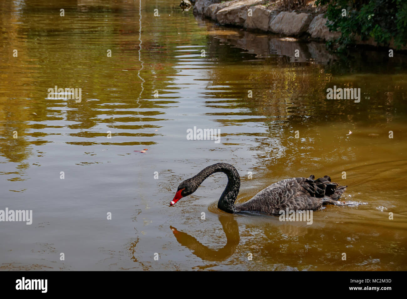 La riflessione di un cigno nero nell'acqua di uno stagno Foto Stock