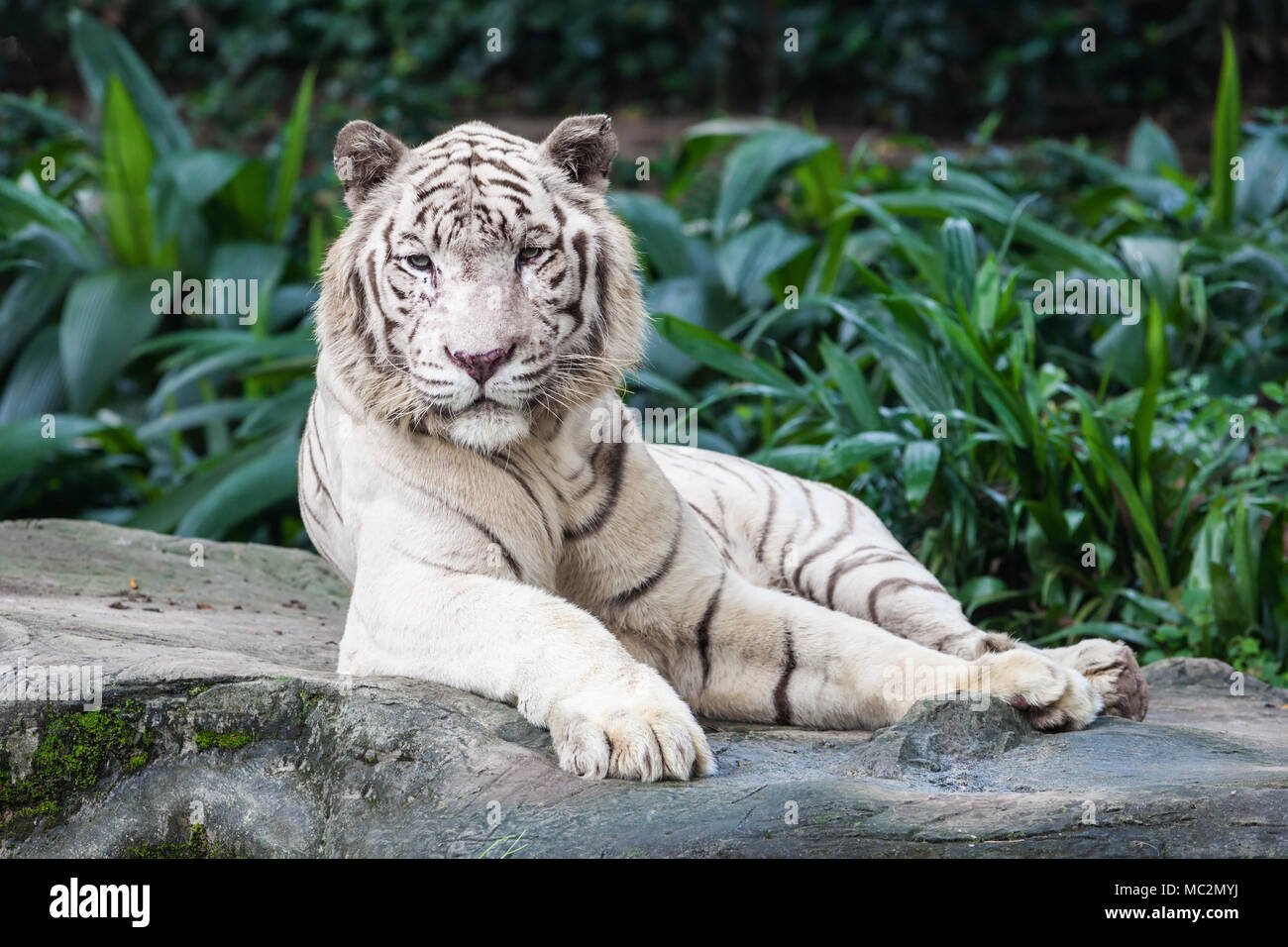 La tigre bianca è una variante di pigmentazione della tigre del Bengala Foto Stock