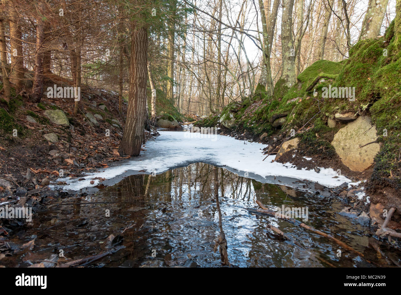 Parzialmente congelati flusso che scorre attraverso la foresta di inverno Foto Stock