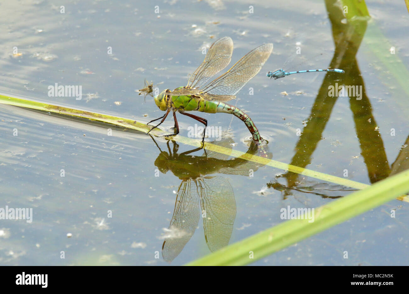 L'imperatore Dragonfly deposizione delle uova su alcune canne con un comune Damselfly blu in bilico nelle vicinanze. Foto Stock