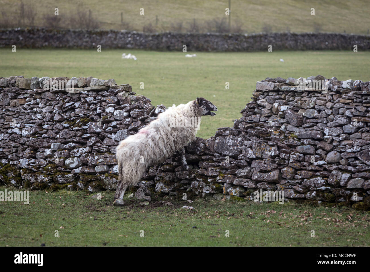 Una pecora grida guardando attraverso un gap in una pietra a secco parete vicino Bainbridge in Wensleydale Foto Stock