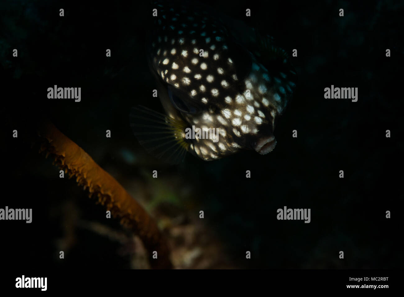 Smooth trunkfish (lactophrys triqueter) sulla barriera corallina in Bonaire, Antille olandesi Foto Stock