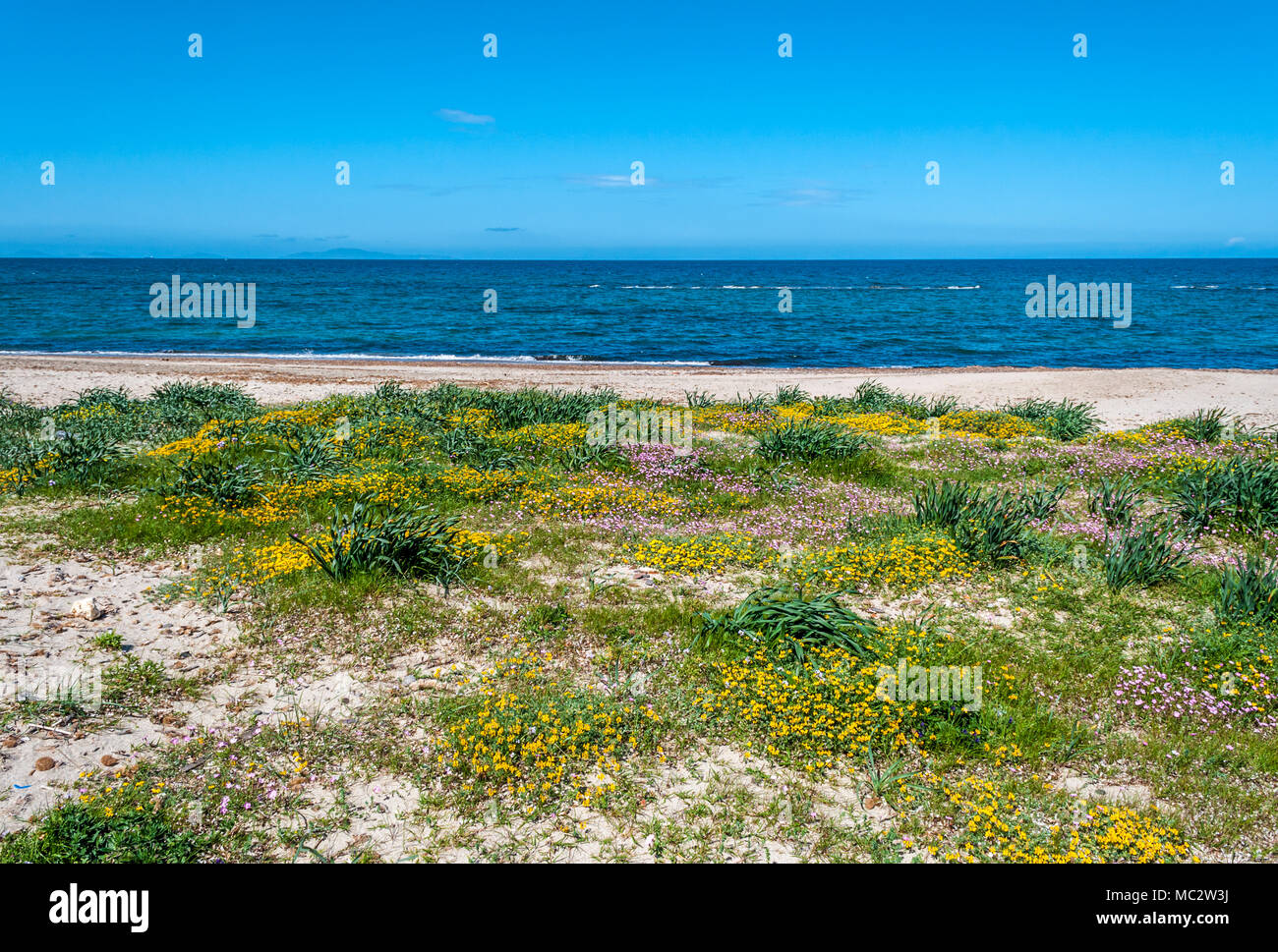 Il sardo spiaggia di Platamona, nel golfo dell' Asinara, in una giornata di sole di primavera Foto Stock