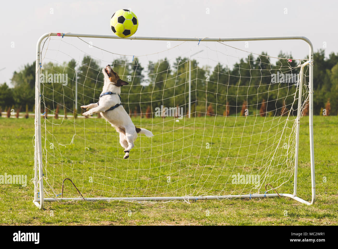 Gioco del calcio (calcio) palla colpisce la traversa mentre funny keeper jumping per salvare obiettivo Foto Stock