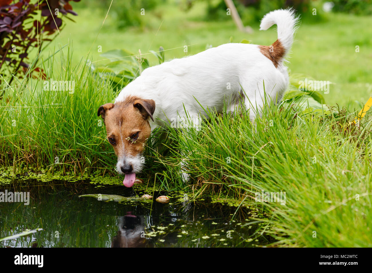 Cane giri acqua dal laghetto in giardino a caldo giorno d'estate e di sole Foto Stock