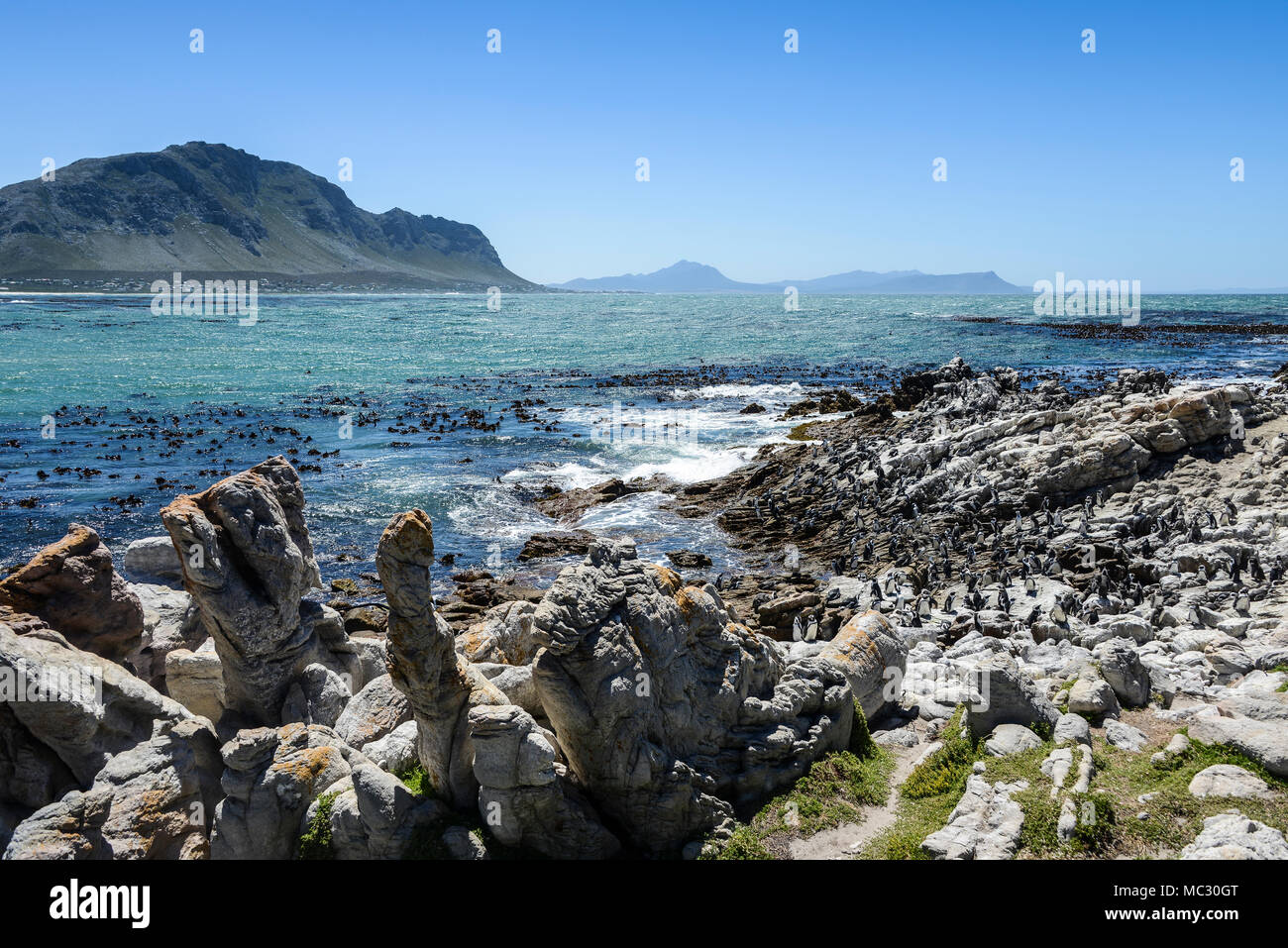 I Penguins africani (Spheniscus demersus) al punto pietroso Riserva Naturale, Sud Africa Foto Stock