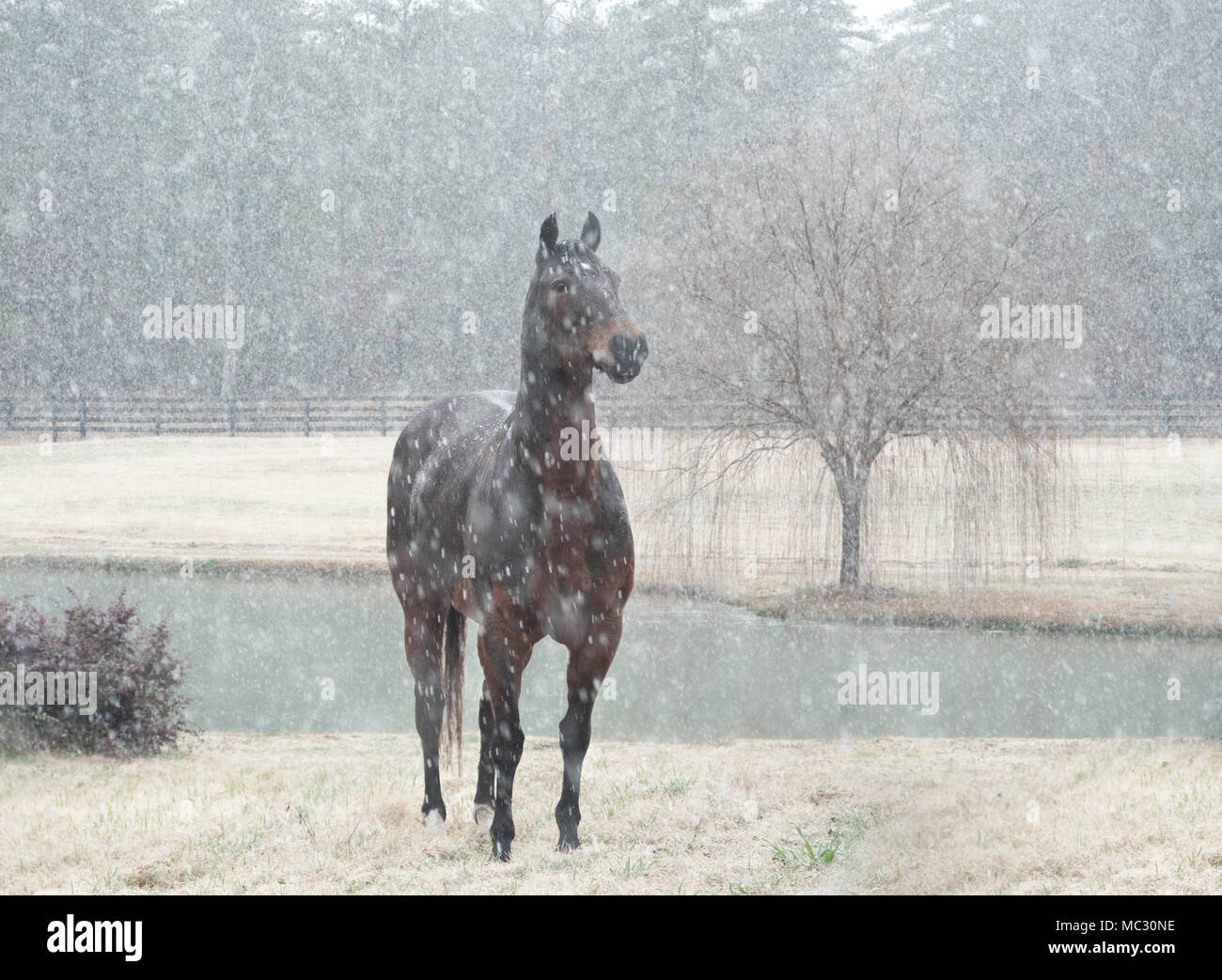 Cavallo in piedi nella tempesta di neve da stagno Foto Stock