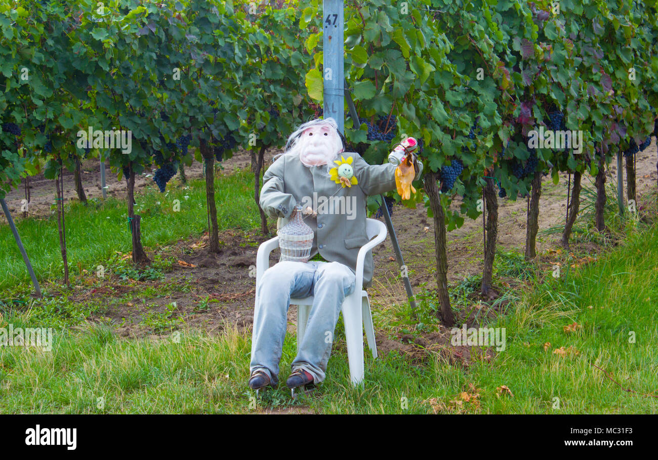 Uno spaventapasseri guarda il vigneto nella parte anteriore degli uccelli. In backgroud cresce il vitigno. Foto Stock