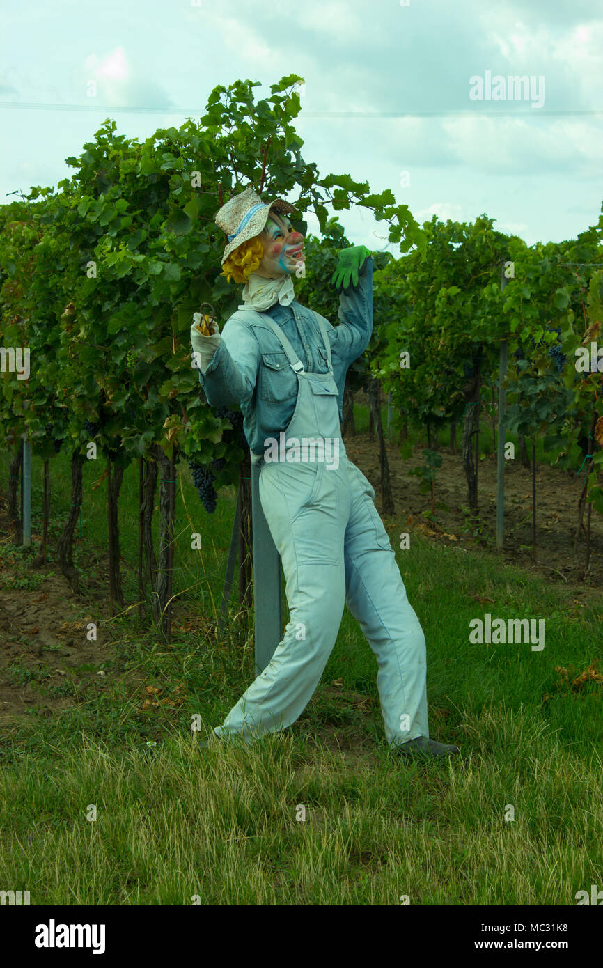 Uno spaventapasseri pattuglia della vigna nella parte anteriore degli uccelli. In backgroud cresce il vitigno. Foto Stock