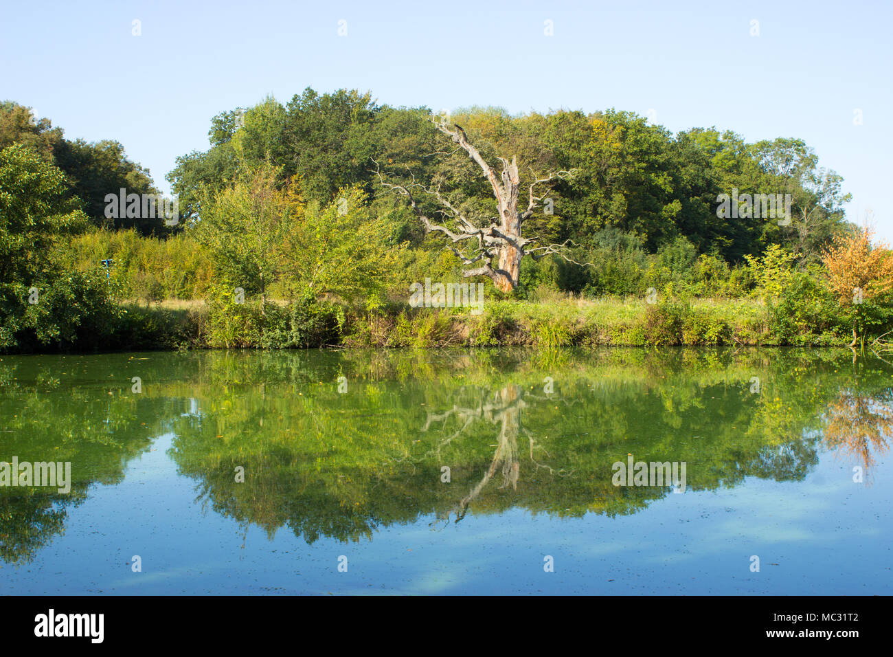 Una grande quercia antica sulla sponda del fiume si riflette sulla superficie dell'acqua. Foto Stock