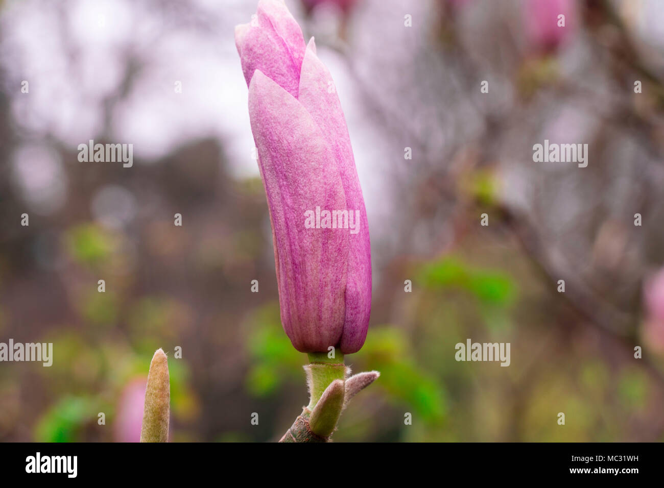 Le immagini di fiori con un effetto bokeh di fondo prese all'inizio della primavera 2018 nel Regno Unito Foto Stock