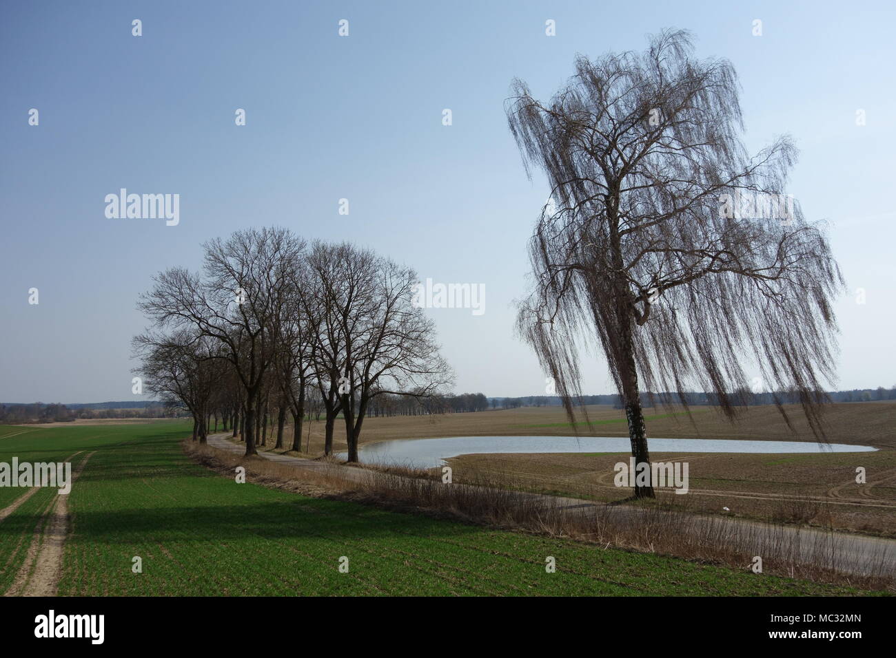 Paesaggio con una strada alberata a sud di Olsztyn, Polonia Foto Stock