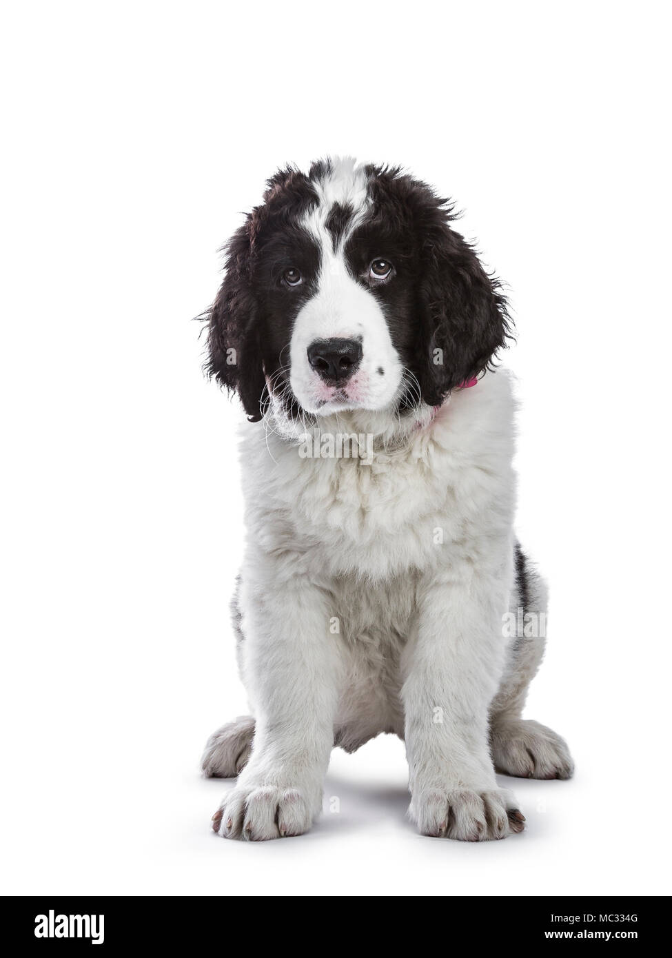 Adorabili in bianco e nero Landseer cucciolo standingsitting dritto in alto isolato su sfondo bianco mentre guardando molto colpevole Foto Stock