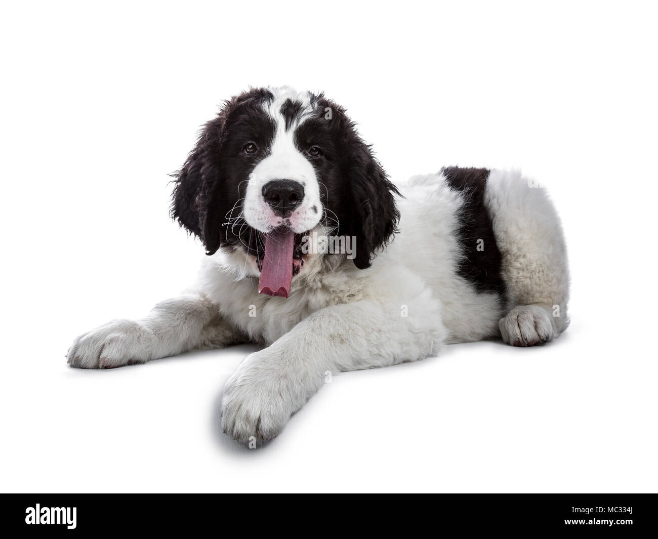 Adorabili in bianco e nero Landseer cucciolo in piedi che stabilisce e sbadigliamento isolati su sfondo bianco mentre cercano di Sleepy a fotocamera Foto Stock