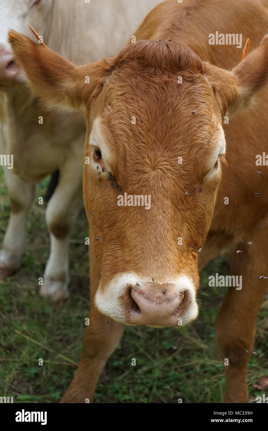 Marrone e bianco mucche al pascolo, Germania Foto Stock