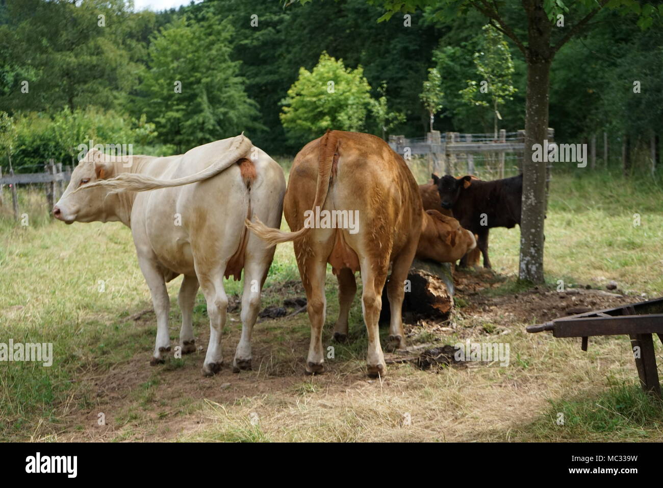 Marrone e bianco vacche con un vitello al pascolo, mucca sfregamento in corrispondenza di un albero, Germania Foto Stock