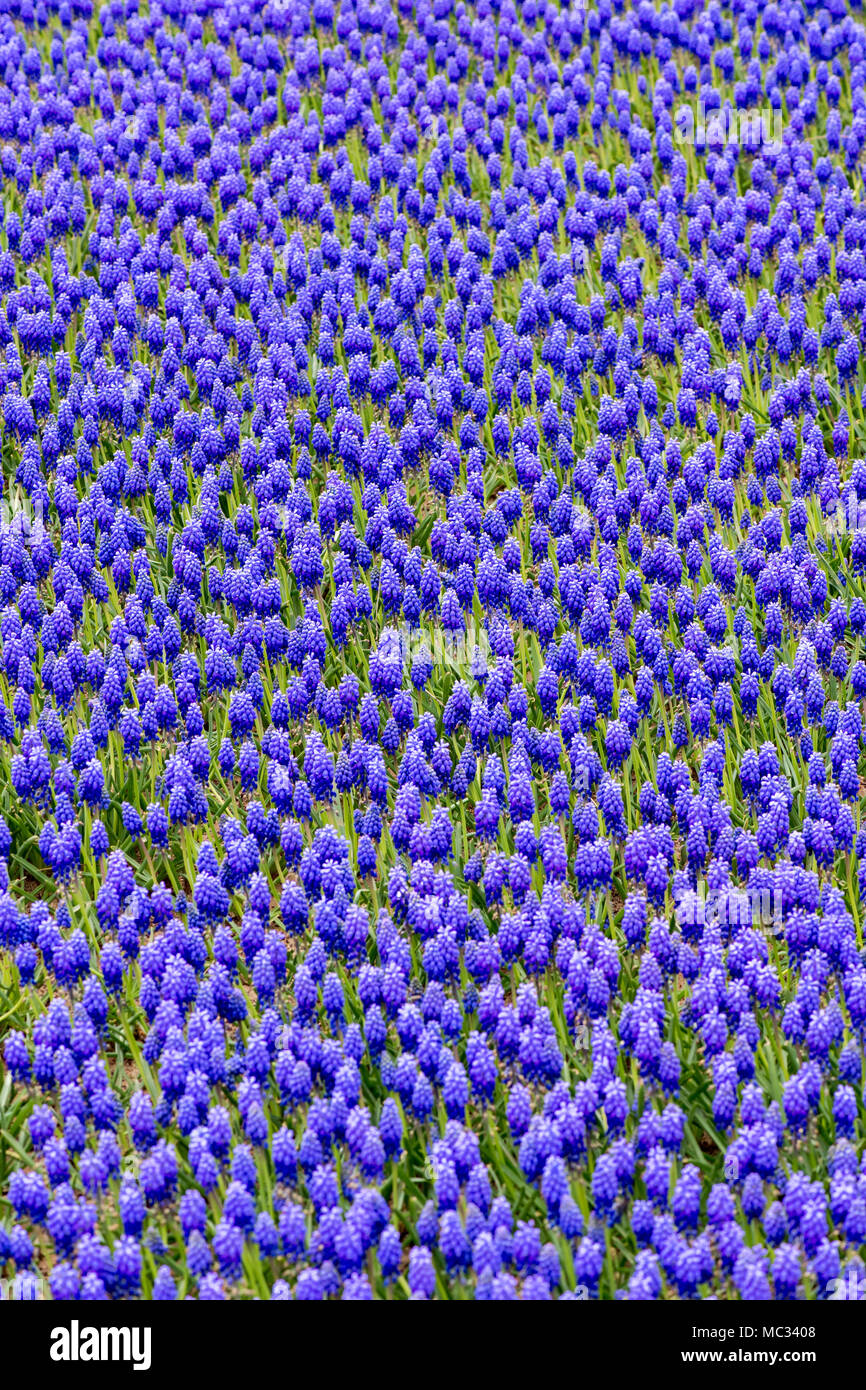 Un campo vibrante di giacinti di uva blu in piena fioritura, che crea un suggestivo tappeto floreale con fiori densamente ricchi e gambi verdi freschi, Foto Stock
