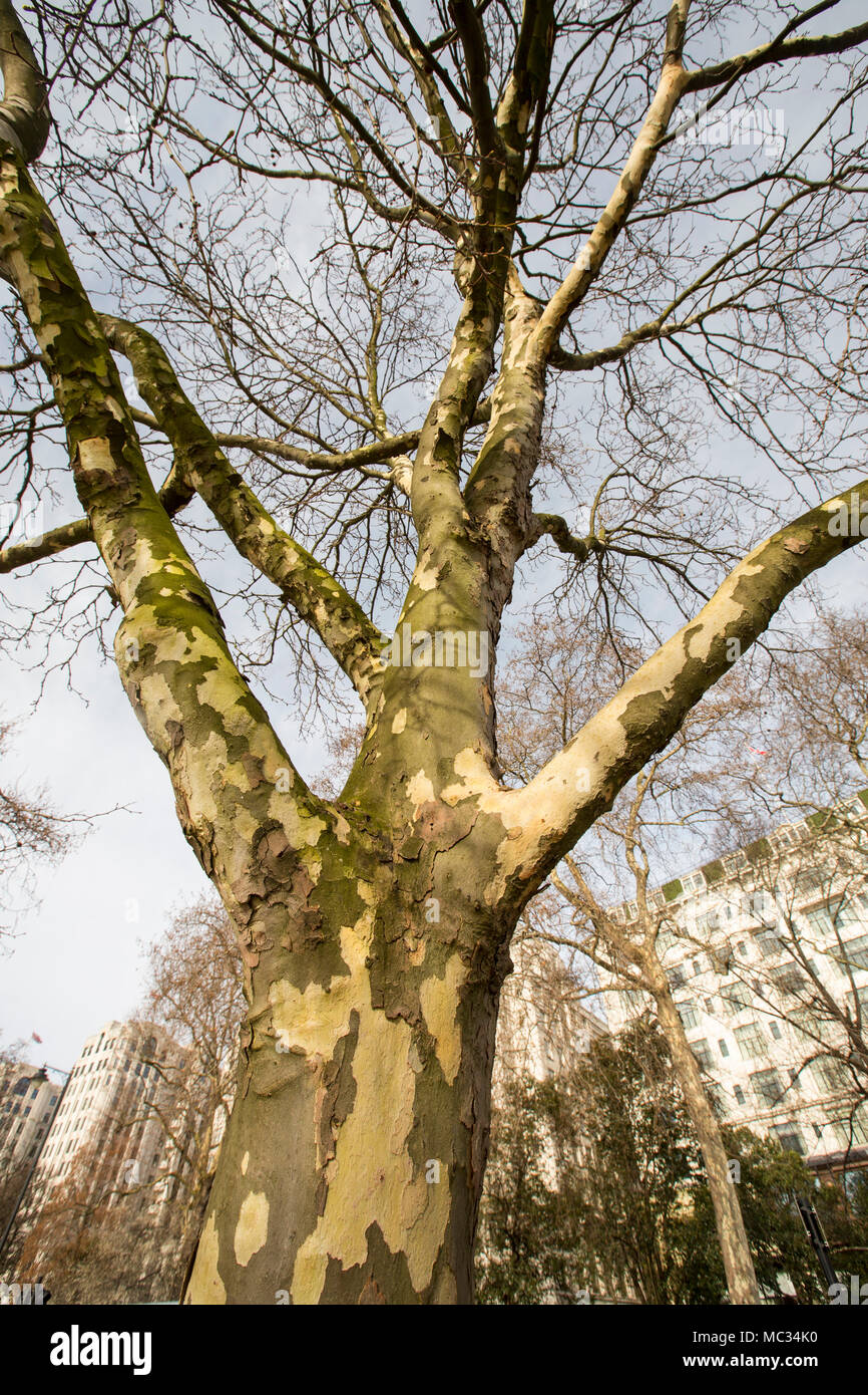 A Londra albero piano nel Tamigi a Londra, Regno Unito. Foto Stock