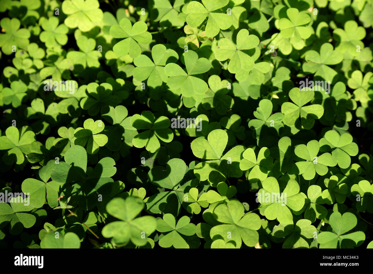 Poco carino a forma di cuore verde lascia molti di più. Foto Stock
