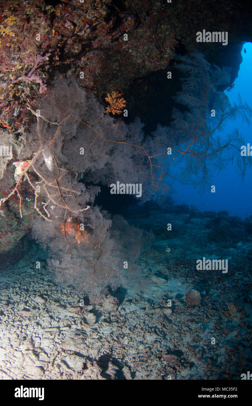 Bella reefscapes subacquea Foto Stock