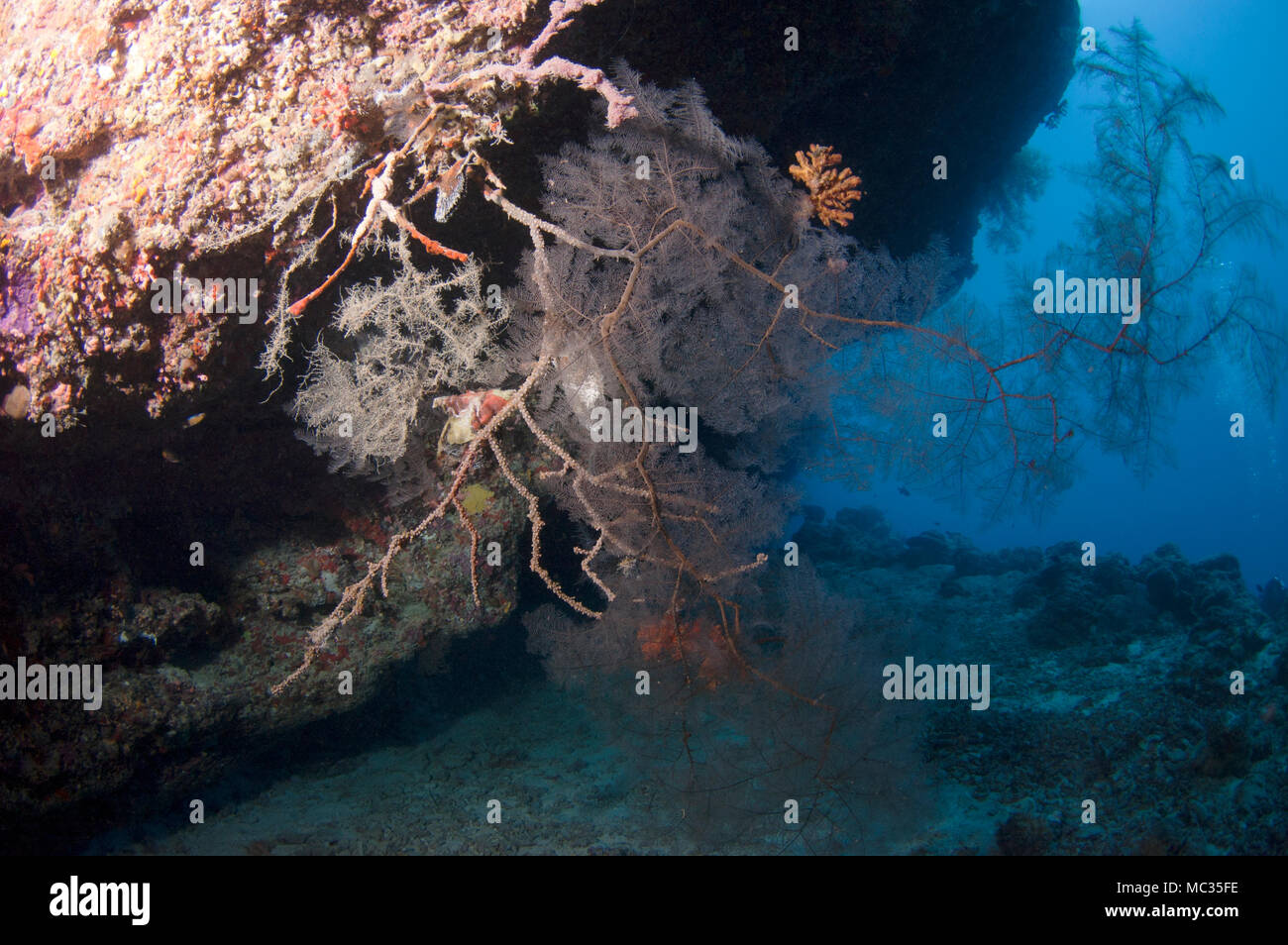 Bella reefscapes subacquea Foto Stock