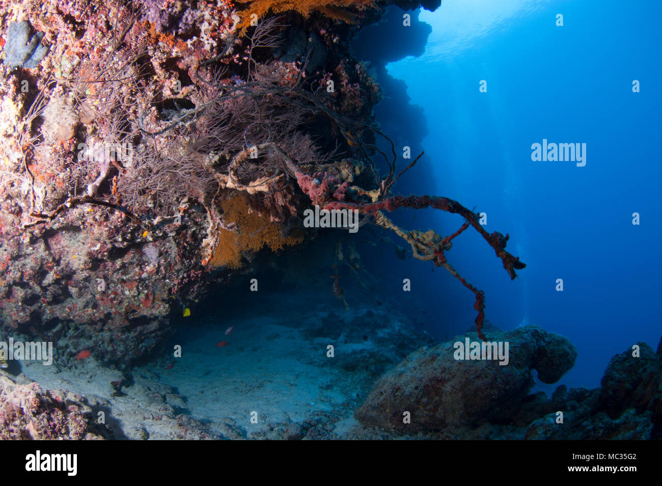 Bella reefscapes subacquea Foto Stock