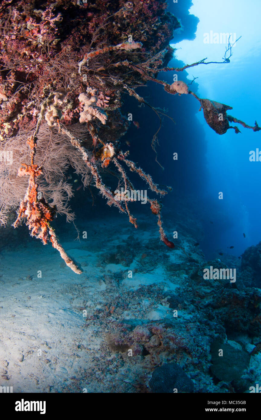 Bella reefscapes subacquea Foto Stock