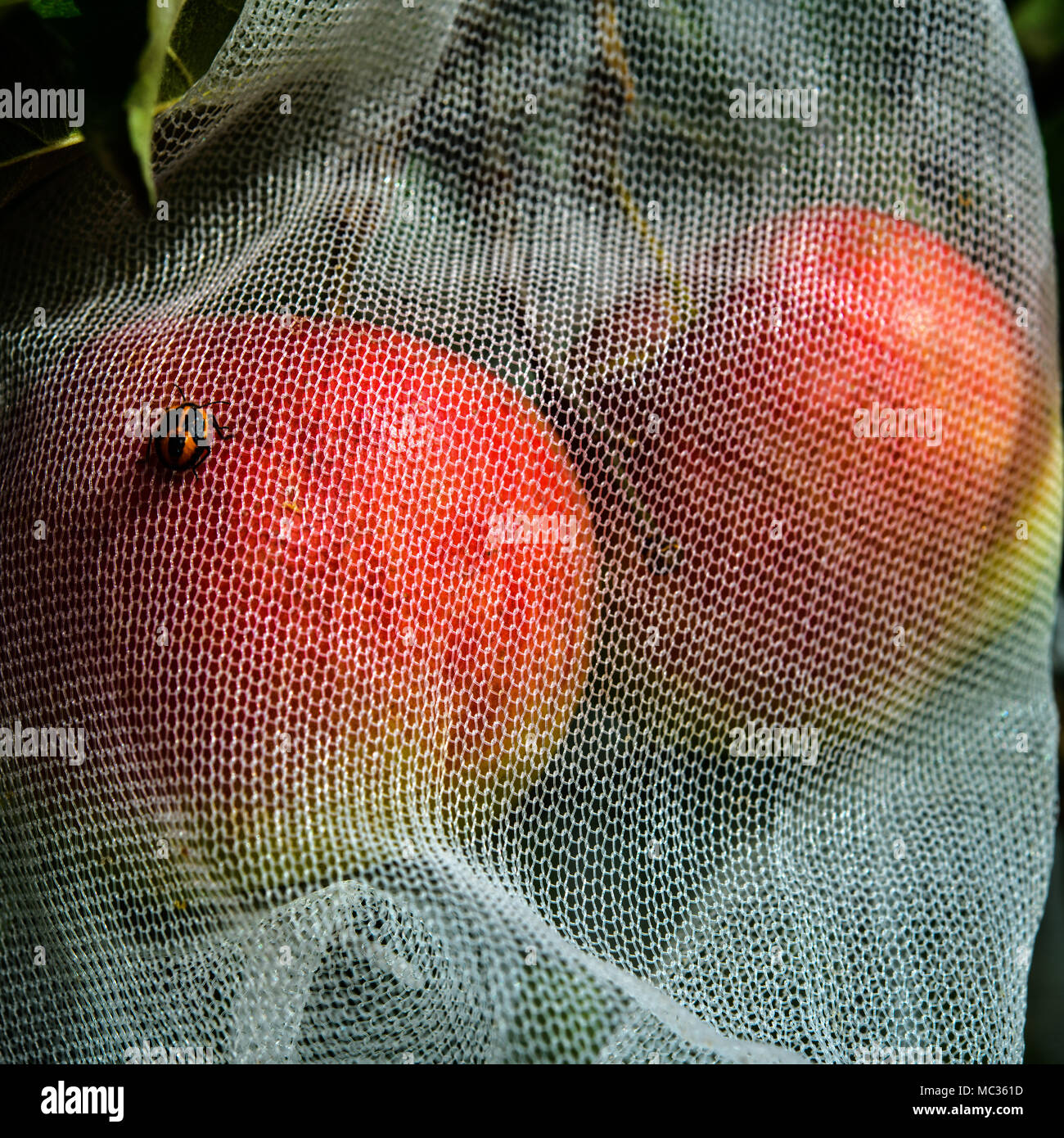 Le mele in crescita in net mendica sicuro da Bird e danno di insetto Foto Stock