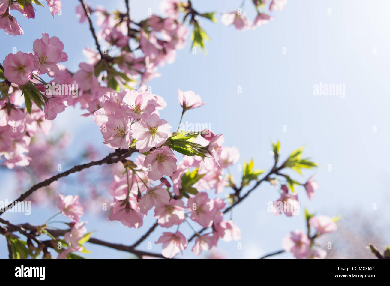 Rosa fiori di ciliegio in Washington DC durante l annuale Cherry Blossom Festival sul National Mall. Foto Stock