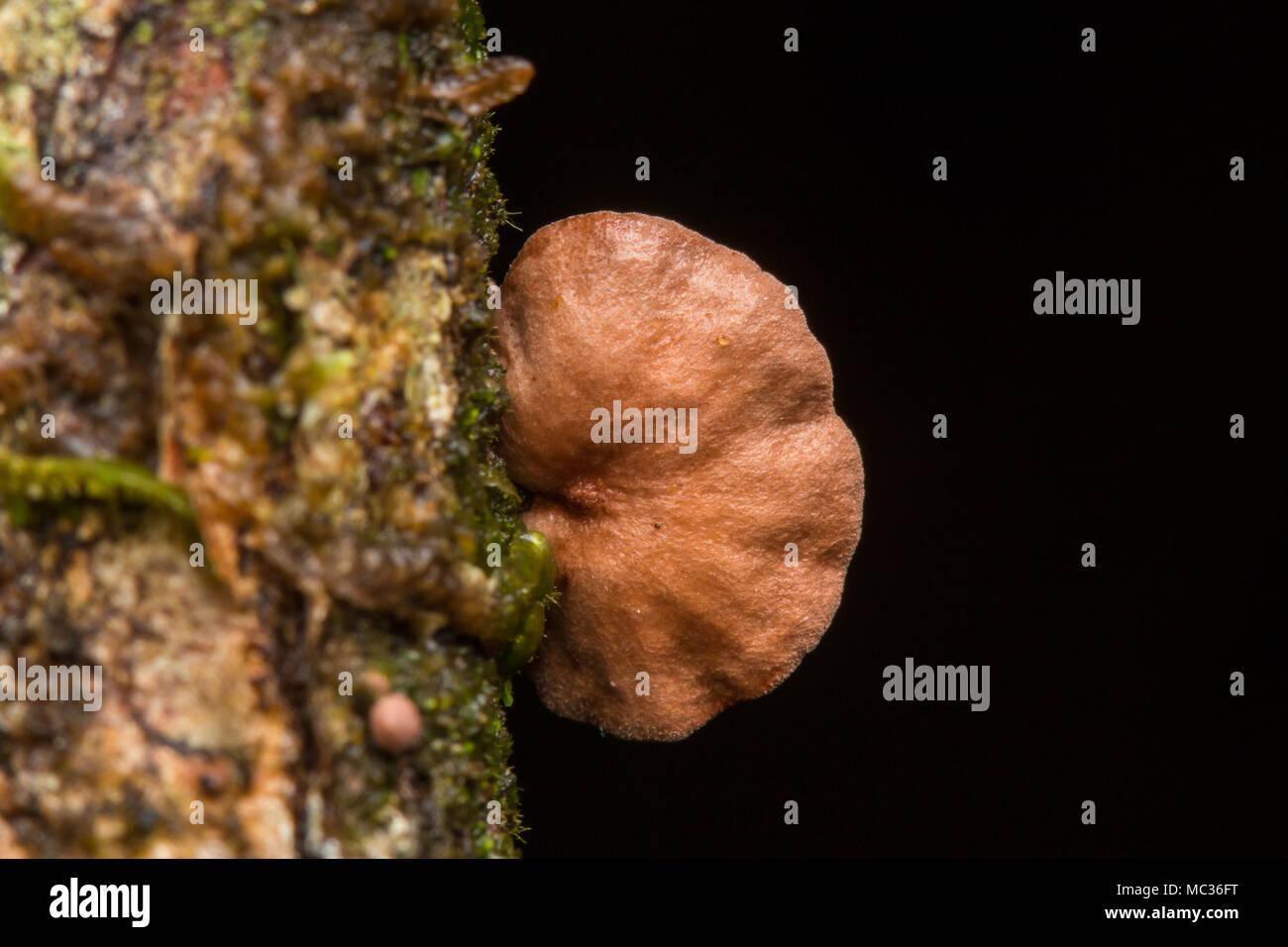 Forest funghi , piccoli funghi , funghi , Close-Up di funghi / un gruppo di funghi toadstools , bosco selvatico funghi Foto Stock