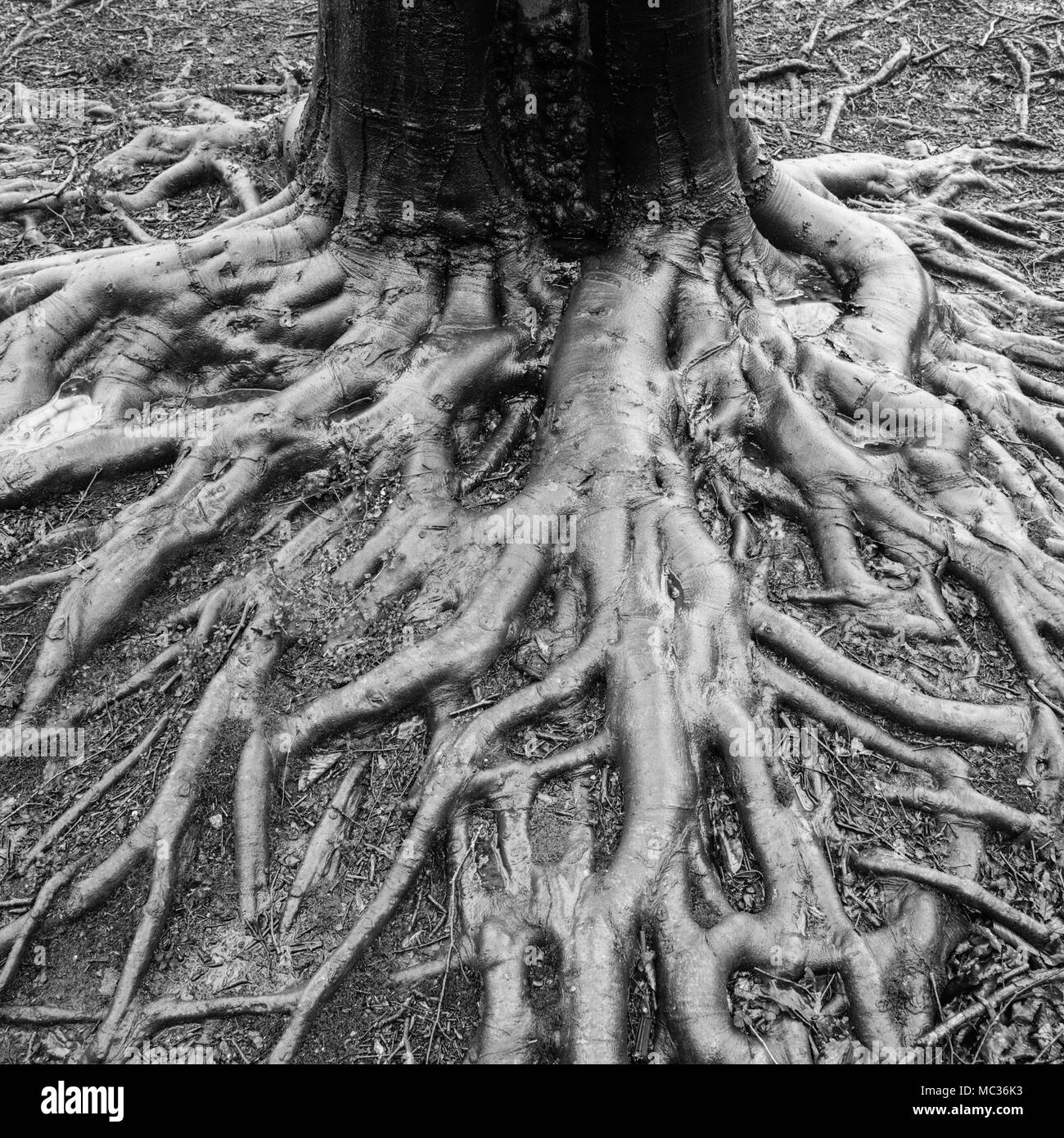 Il fondo di un faggio tronco di albero che intrecciano radici di albero, bagnato dalla pioggia recente, divaricamento verso il visualizzatore Foto Stock