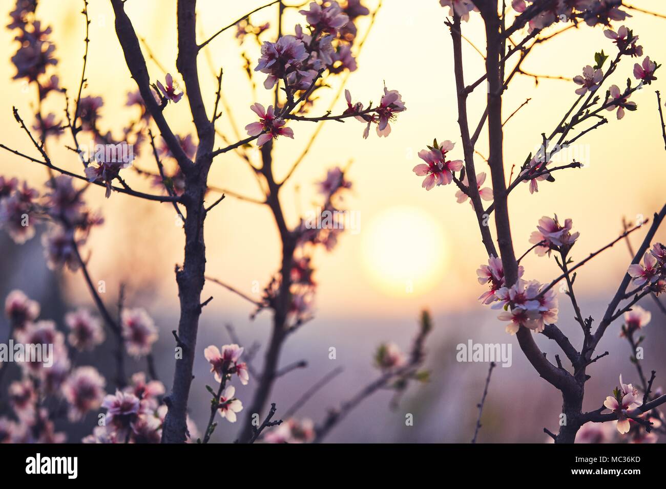 In primavera la natura. Blossom tree contro il sole su moody sky Foto Stock