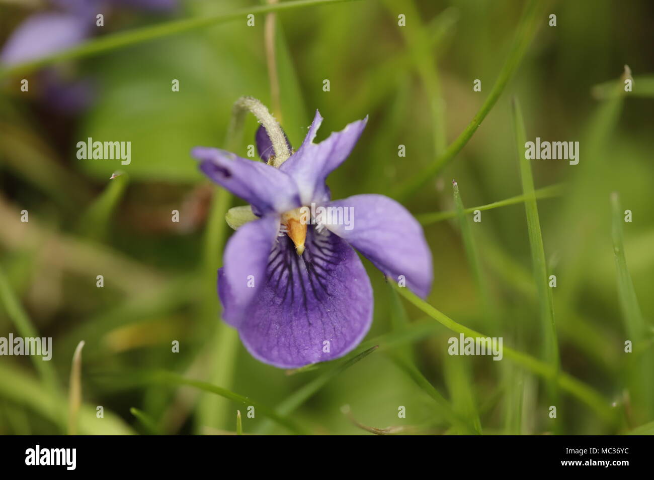 Viola Mammola con incantevoli colori blu Foto Stock