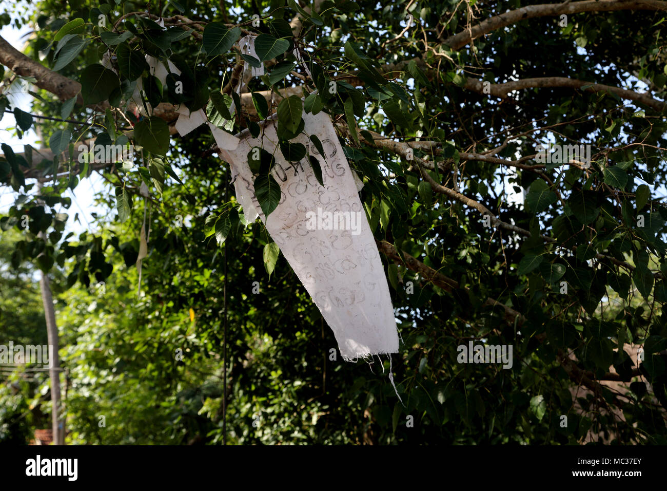 Avukana antico tempio di roccia Kekirawa Nord provincia centrale dello Sri Lanka Bo Tree Foto Stock