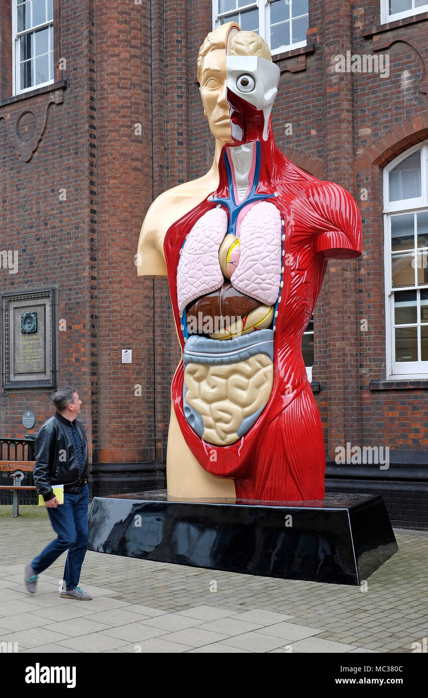Damien Hirst, medico anatomici, tagliare esposte figura, Norwich, Norfolk, Inghilterra Foto Stock