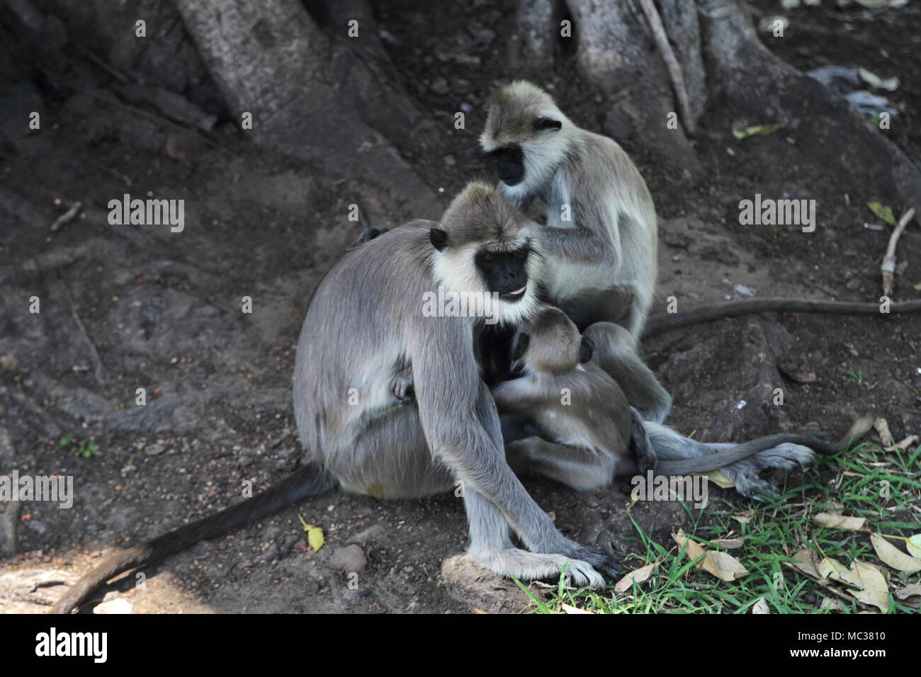 Anuradhapura Nord provincia centrale dello Sri Lanka Langurs grigio Foto Stock