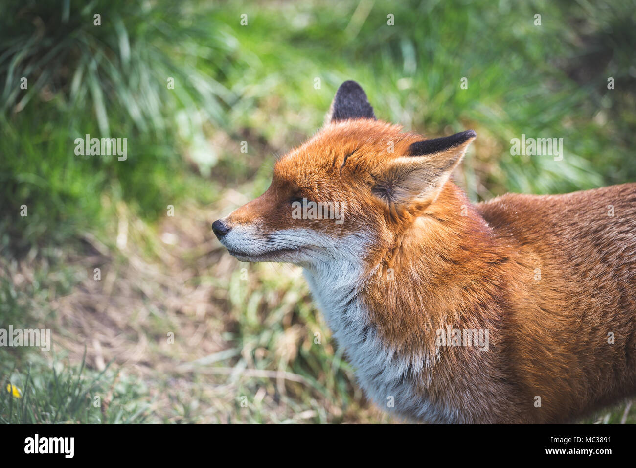 La Volpe rossa (Vulpes vulpes vulpes) è il più grande del vero volpi. Questo fox è stato visto presso il British Centro faunistico, Surrey, Inghilterra Foto Stock