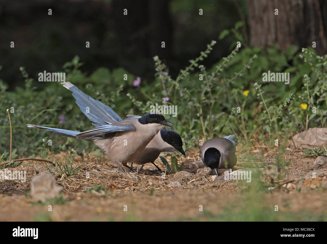 Asian azzurro-winged Gazza (Cyanopica cyanus) tre adulti alimentazione a terra su insetti emergenti di Beijing in Cina può Foto Stock