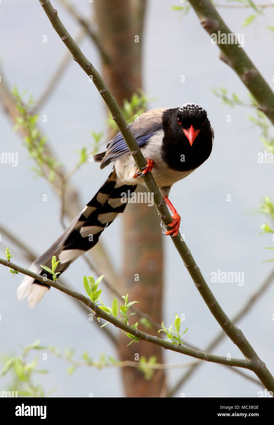 Rosso-Blu fatturati Gazza (Urocissa erythrorhyncha brevivexilla) adulto appollaiato in albero vicino a Pechino, Cina possono Foto Stock