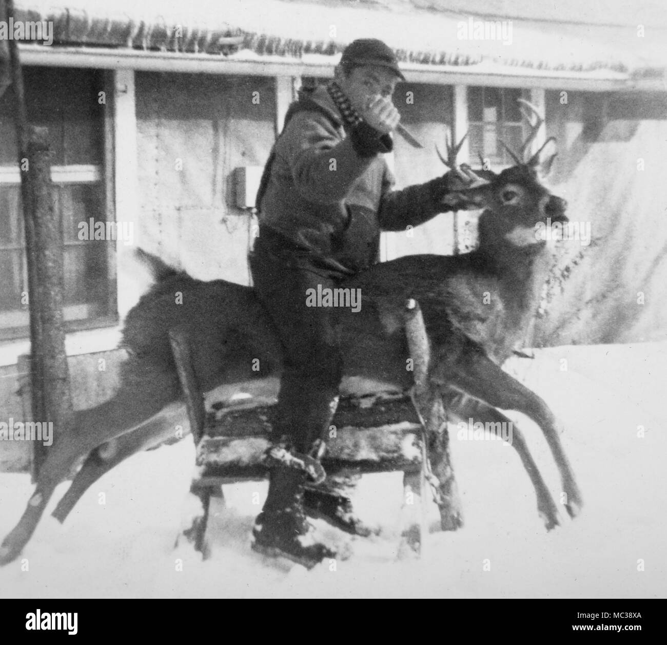 Un coltello-wielding hunter decide di ulteriore uccidere un già ucciso il cervo a caccia invernale camp, ca.1940. Foto Stock