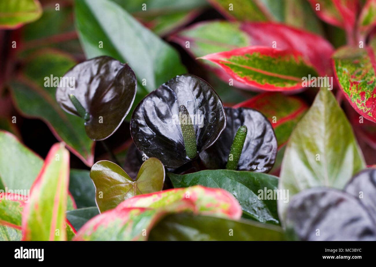 Anthurium andraeanum "diamond gigante di cioccolata' spathes. Foto Stock