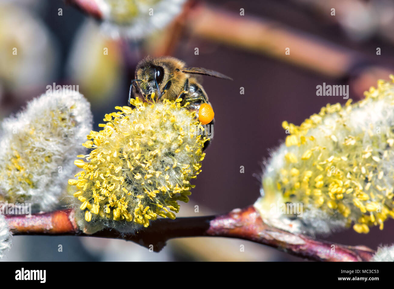 Una ripresa macro di un ape raccoglie il nettare su un amento di willow in primavera Foto Stock