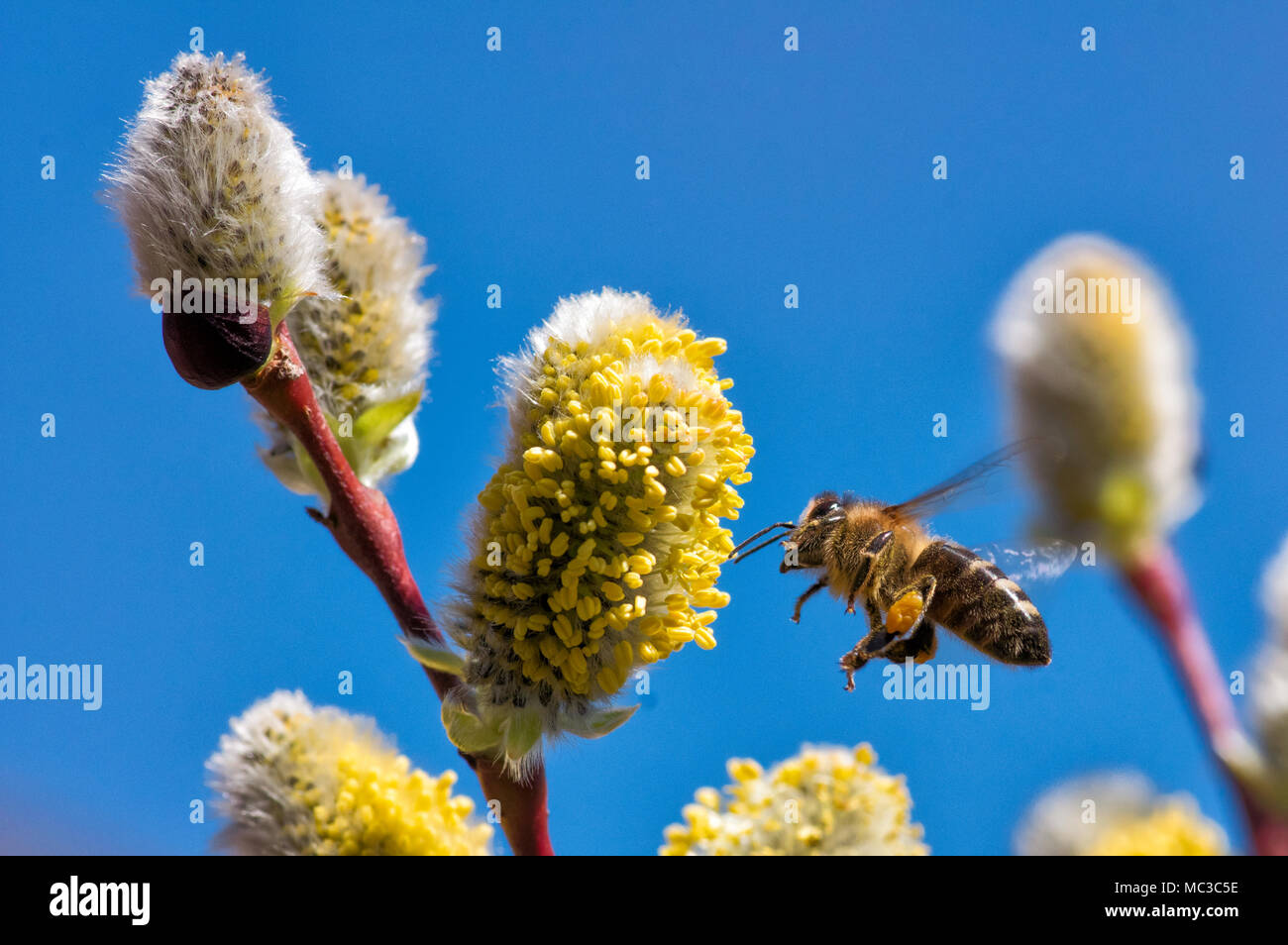 Una ripresa macro di un ape raccoglie il nettare su un amento di willow in primavera Foto Stock