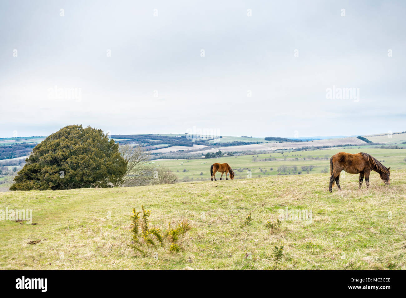 Pony a Cissbury Ring, uno dei più grandi hill forti in Europa, nel South Downs National Park nella contea inglese del West Sussex, in Inghilterra, Regno Unito Foto Stock