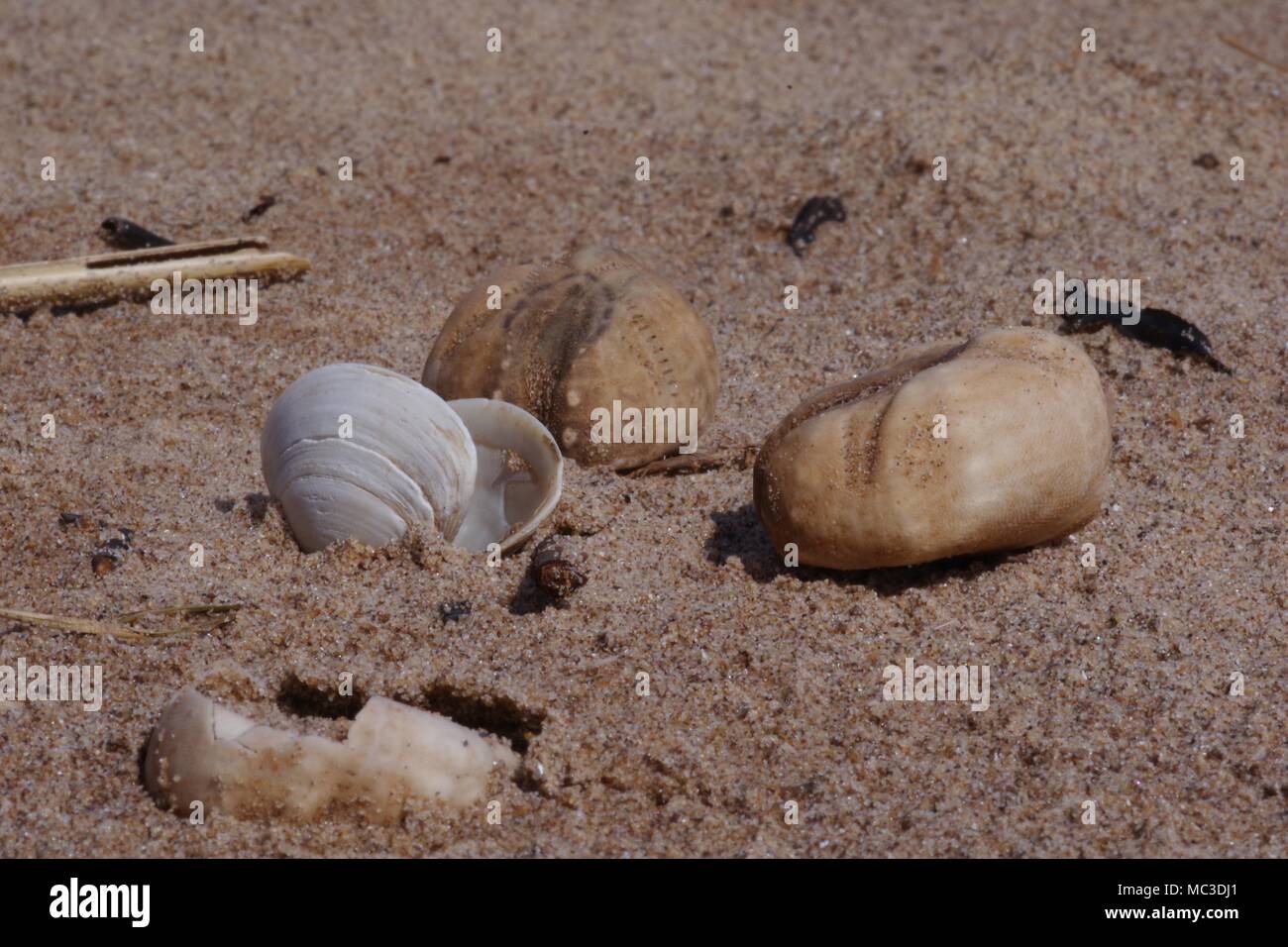 Molluschi Shell sulla spiaggia a Dawlish Warren, Devon, Regno Unito. Aprile, 2018. Foto Stock