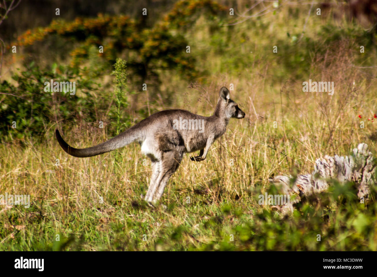 Kangaroo luppolo awy amid erba lunga, l'insolita attrazione a Talbingo Parco Turistico Foto Stock